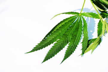 Top view of green cannabis leaves on white background, marijuana photo