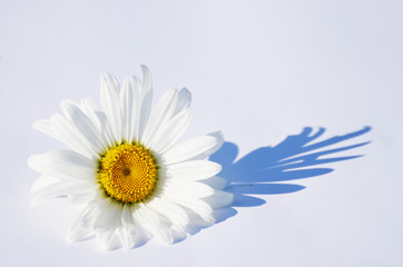Close-up camomile, floristic photo