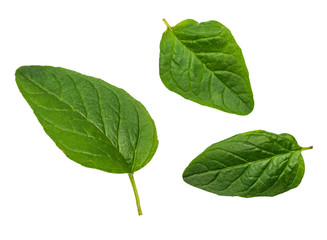 Obverse green and fresh leaves of oregano (spice). Group isolated on white background.