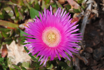 Obraz premium Fleurs 8