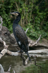 Naklejka premium Cormoran grande