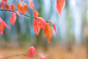Branch with pink autumn leaves covered with frost, against trees in the woods_
