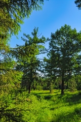 Summer meadow landscape with green grass and wild flowers on the background of a coniferous forest.