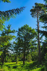 Summer meadow landscape with green grass and wild flowers on the background of a coniferous forest.