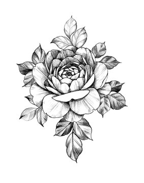 Hand drawn Floral Composition with Rose and Leaves