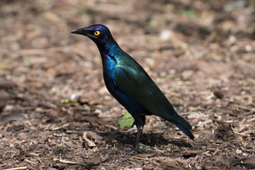 Estornino o mirlo metálico - Cape glossy starling