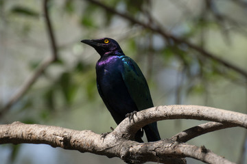 Estornino o mirlo metálico - Cape glossy starling