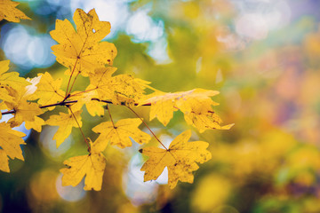 Yellow maple leaves on a blurred background in the autumn forest_