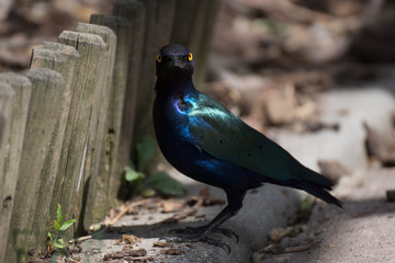 Estornino o mirlo metálico - Cape glossy starling