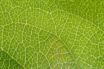 The texture of tree leaf on the lumen.