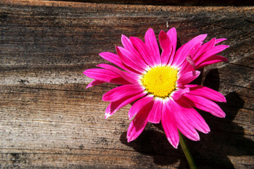 Pink pyrethrum in the background of old wooden wall.