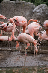 Flamenco caribeño