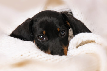 Miniature piebald dachshund lying on a blanket