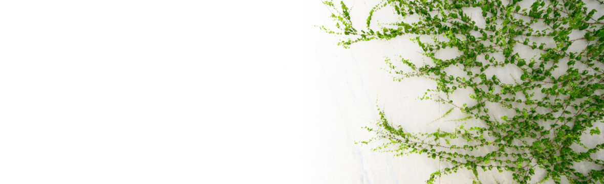 Wei&szlig;e Wand bewachsen mit Efeu. Nat&uuml;rlicher Hintergrund