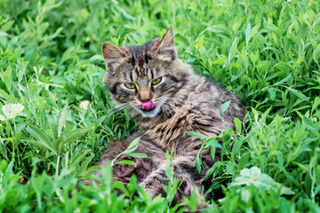 Naklejka na ściany i meble Fluffy striped cat sits on the grass and licked with tongue_