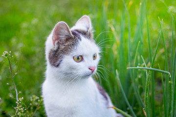 A white cat sits in the garden among the green grass. Portrait of a cat close-up_