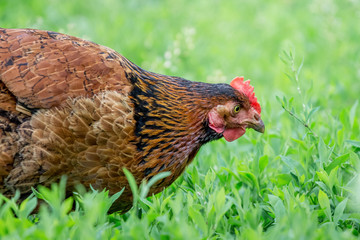 Portrait of brown chicken close-up in profile_
