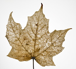 Autumn Maple Leaf