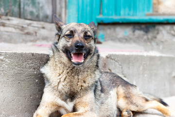 dog. lying on the steps. he guards the entrance to the house.