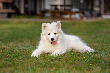 White puppy Samoyed husky