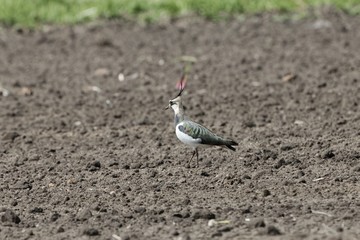 Northern lapwing, Vanellus vanellus