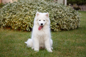 White puppy Samoyed husky