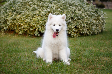 Fototapeta premium White puppy Samoyed husky