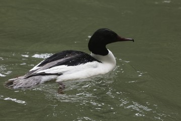 Male goosander, Mergus merganser, on brown water of a river