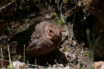 Young blackbird Turdus merula.