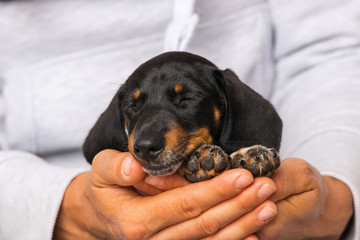 Cute dachshund puppy sleeping on human knees