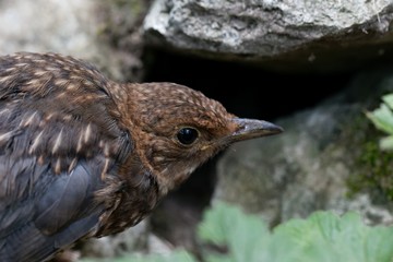 Young blackbird Turdus merula.