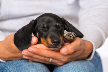Cute dachshund puppy sleeping on human knees