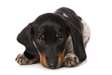 Miniature piebald dachshund lying isolated on white background