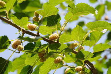 Fruits of a white mulberry against a background of green leaves of a mulberry