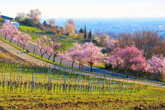 Landschaft rund um Gimmeldingen während der Mandelblüte im Frühling - landscape around Gimmeldingen during the almond blossom in spring