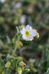 MIRABILIS LAEVIS, commonly Wishbone Bush, Southern Mojave Desert native, witness in Joshua Tree National Park, we must step up global conservation or our generations after face biological collapse.