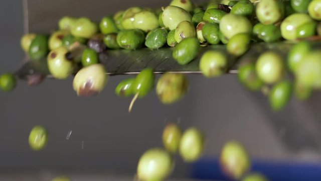 washed fresh olives falling into the crusher. Olive Oil production process