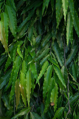 The green leaves of the Putranjiva tree