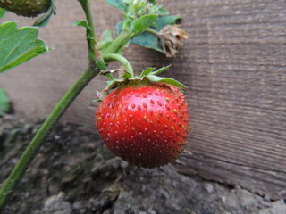 strawberry on wooden background