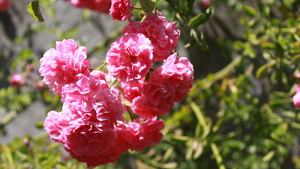 flowers pink