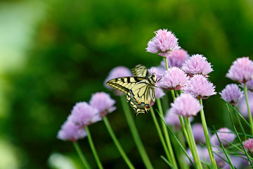 The old world swallowtail (Papilio machaon) moving wings up and down while feeding in chives. 