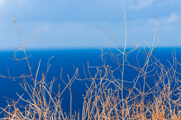 Bush branches against sky
