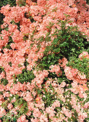 Fototapeta premium Living Coral background made of romantic roses, copy space. Color of the year 2019. Nature floral background. Valentine's Day, Woman's Day (March 8), Mother's Day, birthday concept.