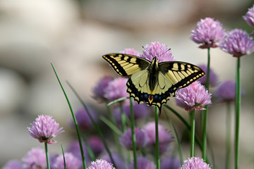 The old world swallowtail (Papilio machaon) moving wings up and down while feeding in chives. 