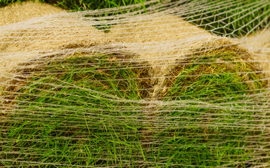 Stacks of sod rolls for new lawn