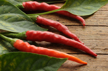 Capsicum ft8109_2539