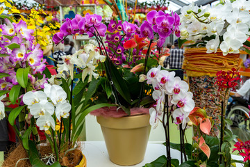 Pottedorchids in the flower market. Variety of flowers in the spring greenhouse