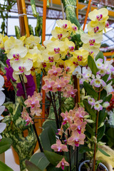 Fototapeta na wymiar Pottedorchids in the flower market. Variety of flowers in the spring greenhouse