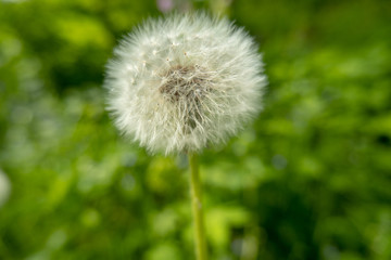 Close-up dandelion on a long stalk