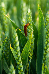 slug in a wheat field